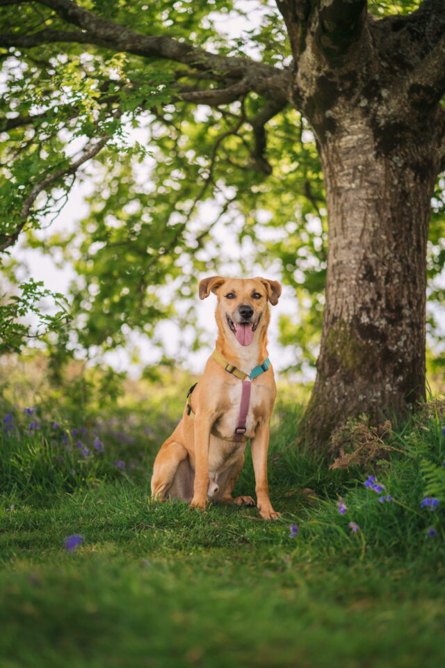 Roz's rescue dog Amigo sat under a tree