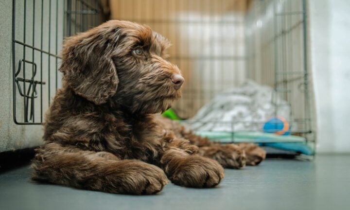 A young dog lying in front of a dog crate