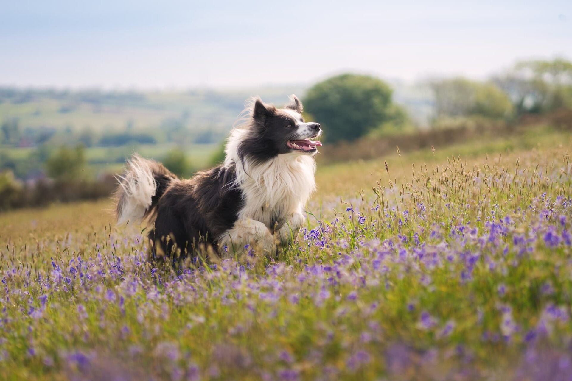 Roz's border collie Mohwk, running in a field with flowers
