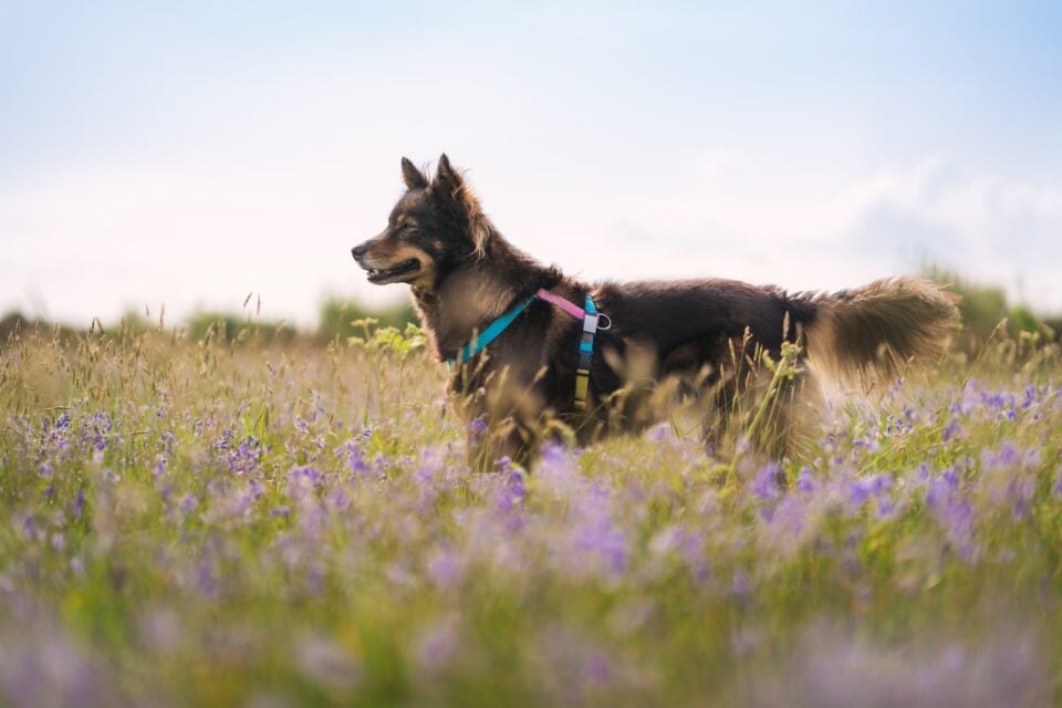Roz's rescue street dog Kanita in a field of flowers