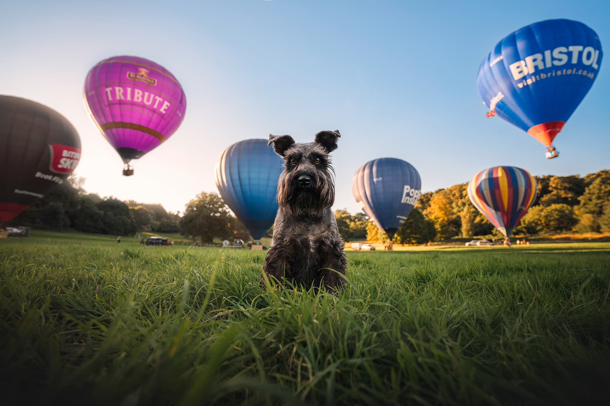 Merlin the Schnauzer in front of some Bristol Balloons