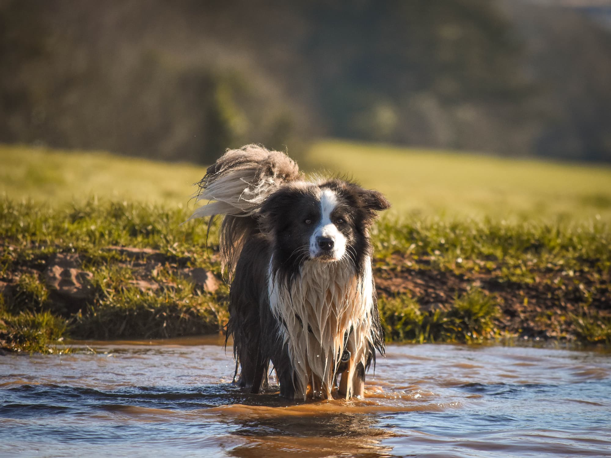 Roz's border collie Mowhawk in a pond