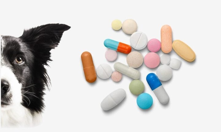 A border collie and some medication tablets