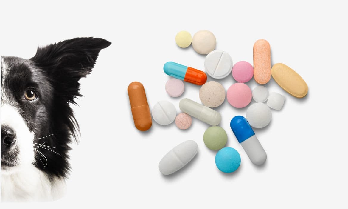 A border collie and some medication tablets