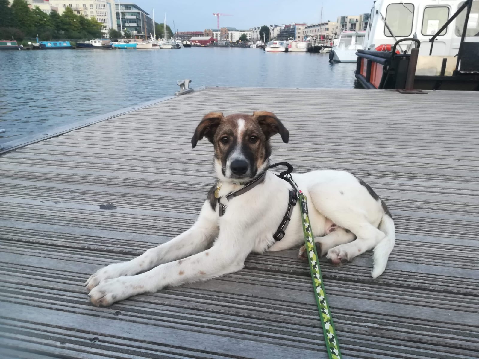 Puppy lying in front of a harbour