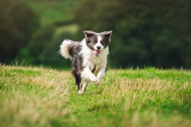 Border collie dog coming back to its owner
