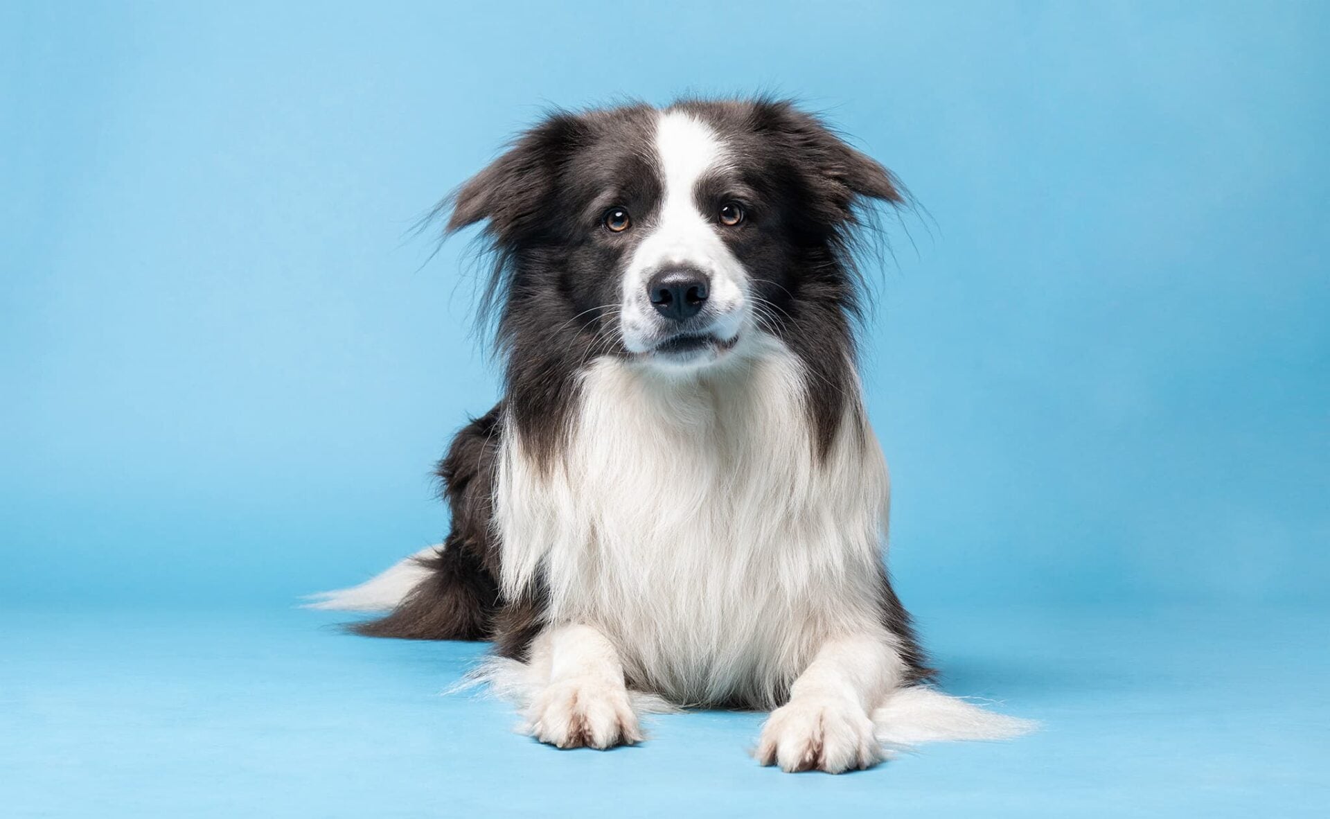 Anxious fearful looking border collie dog looking at camera