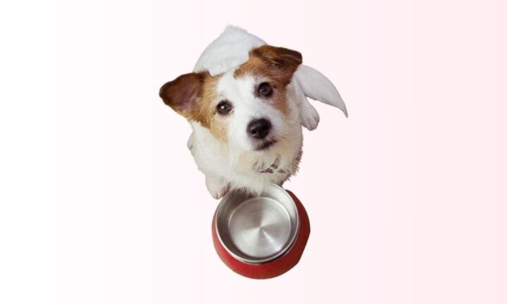 Small Jack Russell Terrier looking up at the camera in front of a food bowl