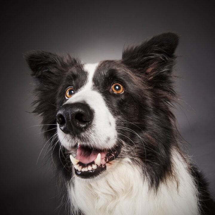 Border Collie Roo Headshot