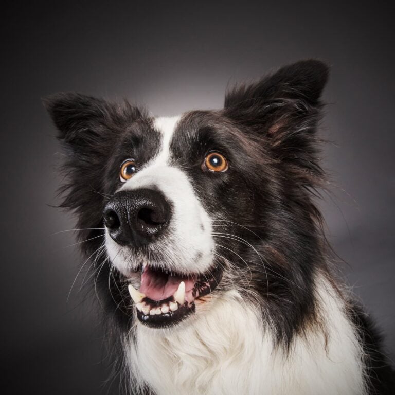Border Collie Roo Headshot