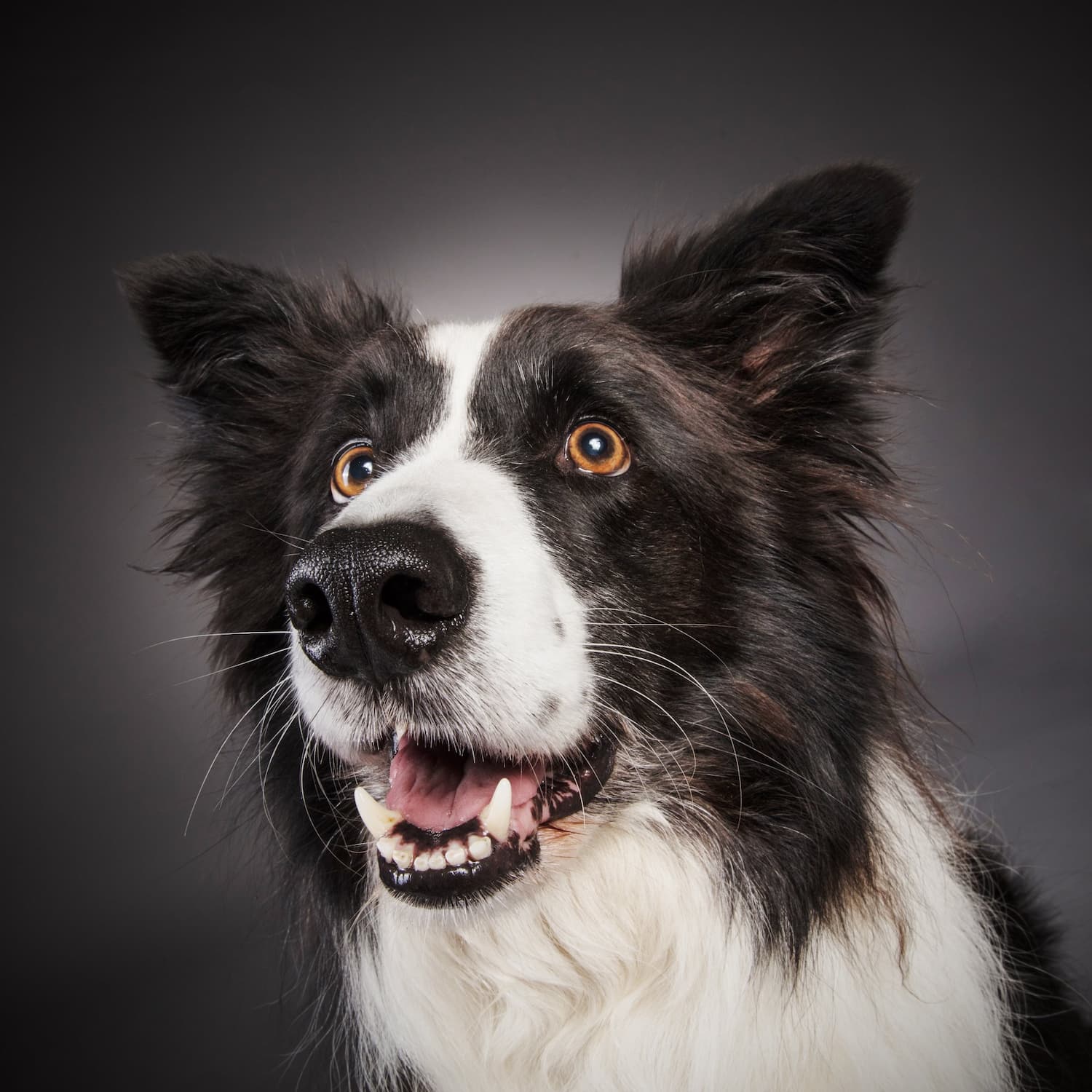 Border Collie Roo Headshot