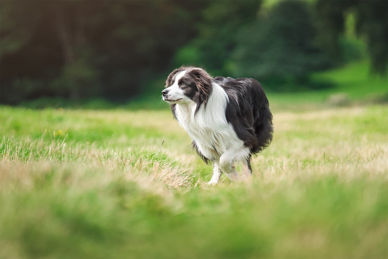 Border Collie exhibiting Stalking Behaviour