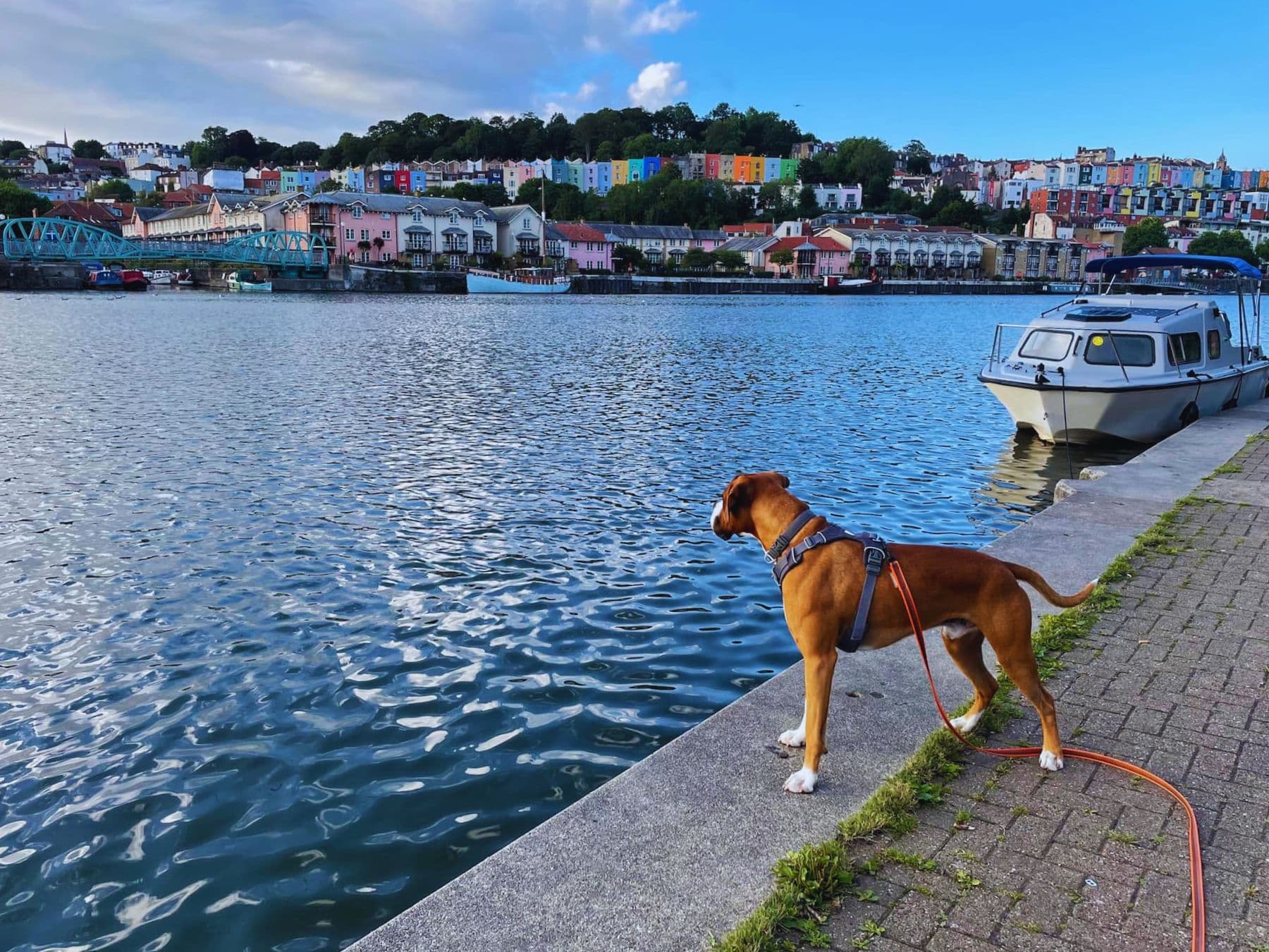 Boxer dog Cooper looking out across the Bristol harbour side