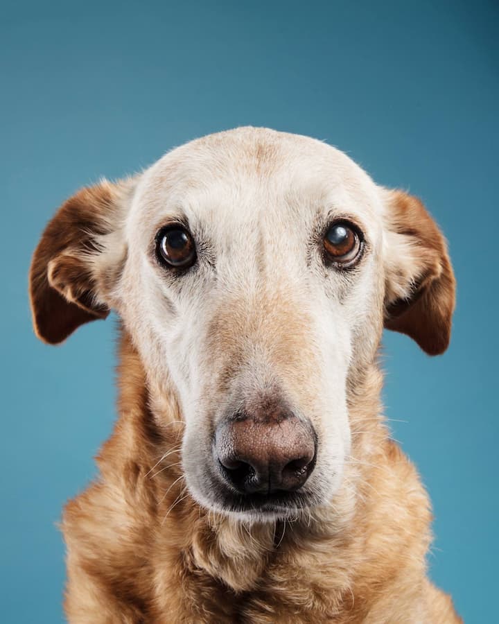 Denzel Dog profile photo