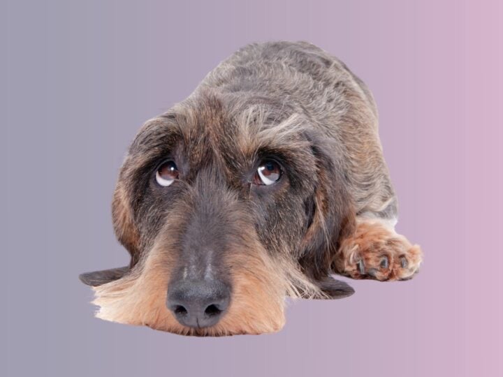 Dog looking sorry