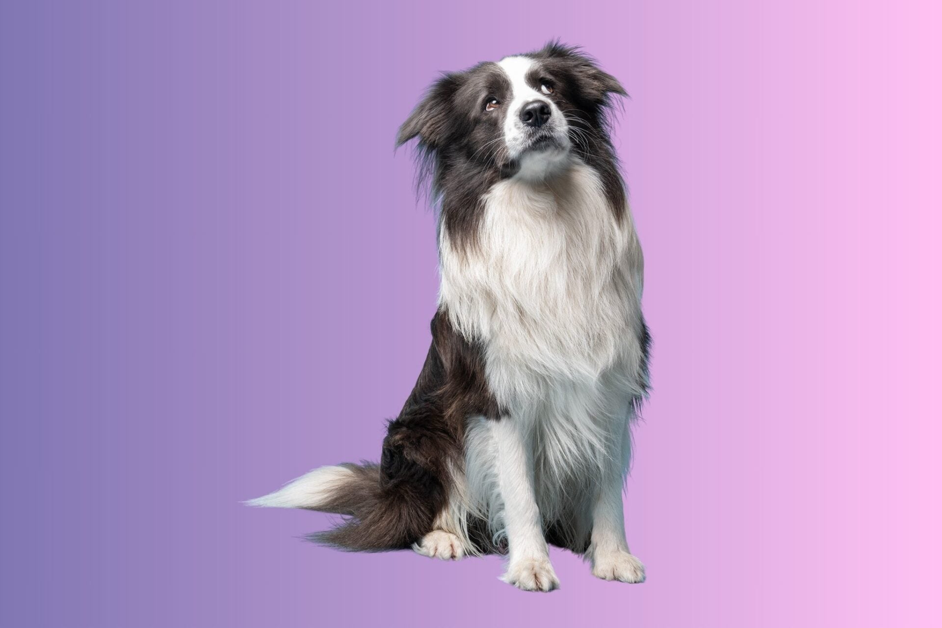 Roz's border collie: Mowhawk