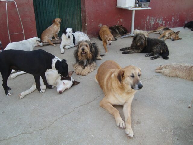 Group of dogs relaxing