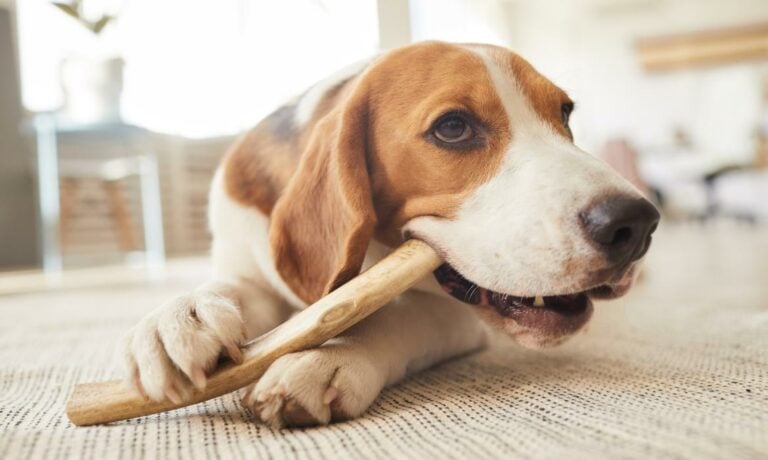 A dog chewing a dog chew