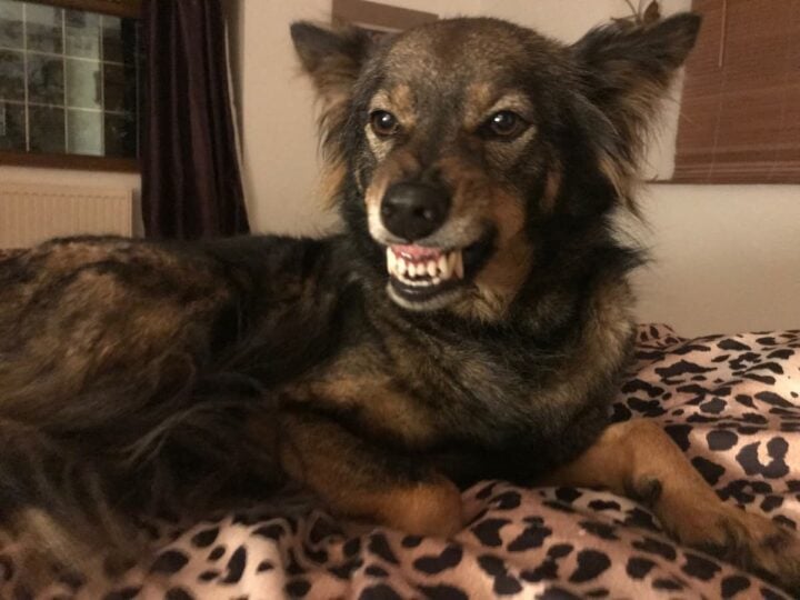 a dog displaying aggression