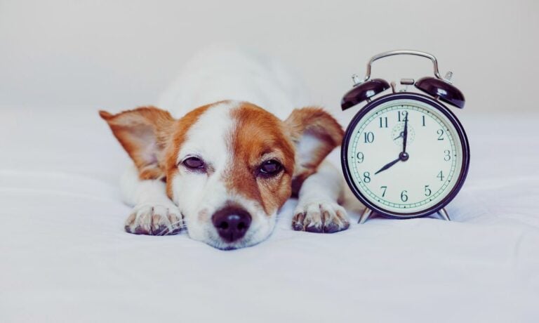A photo of a dog next to an alarm clock