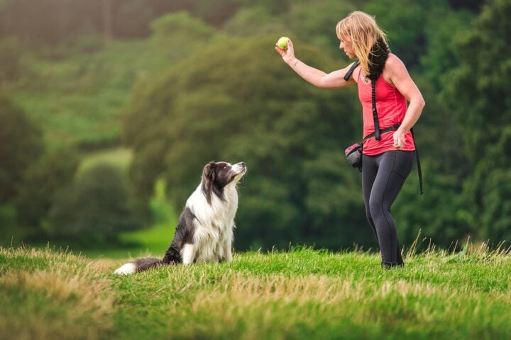 Roz restraint training her border collie dog Mowhawk