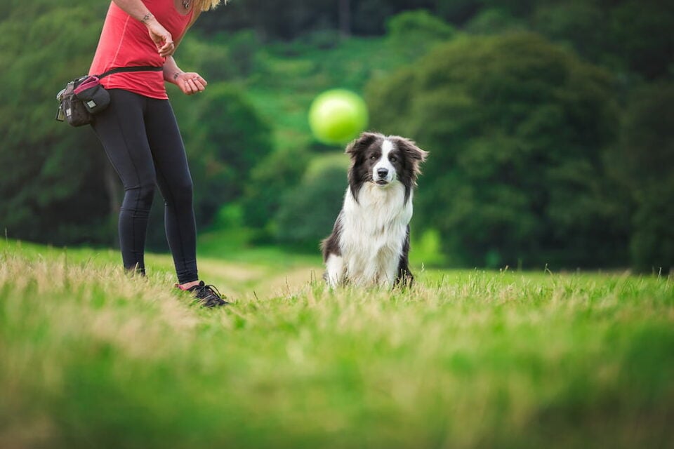 1-2-1 dog training in Bristol & online - The Mutty Professor