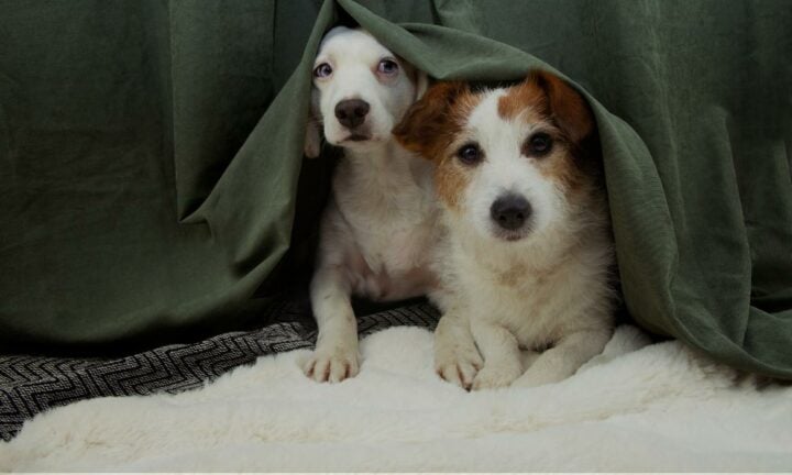 Dogs Hiding From Fireworks behind a curtain