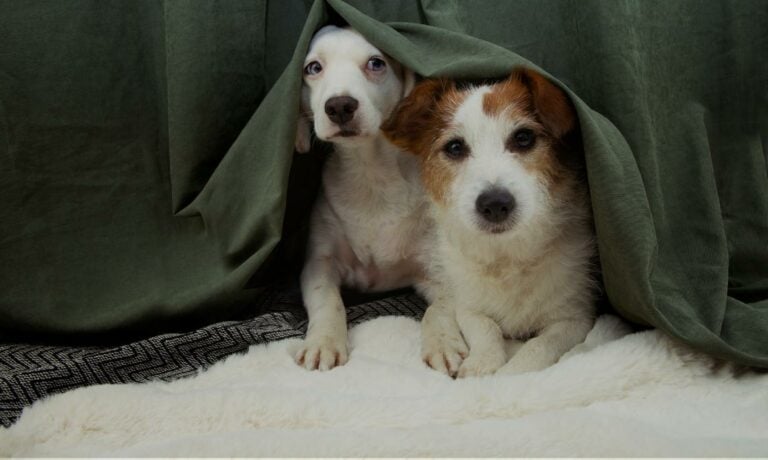 Dogs Hiding From Fireworks behind a curtain