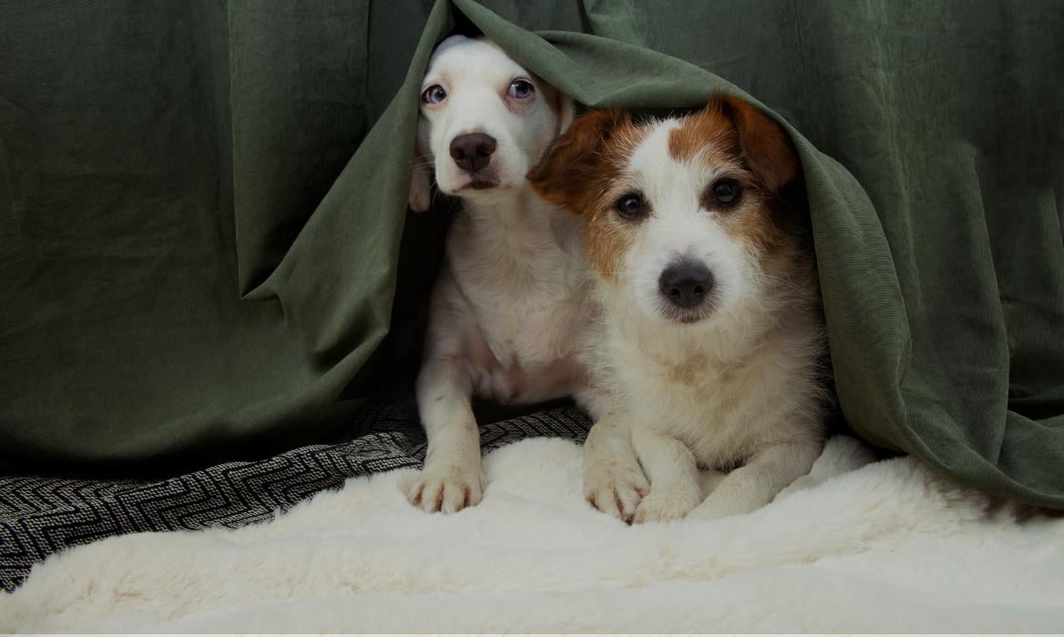 Dogs Hiding From Fireworks behind a curtain