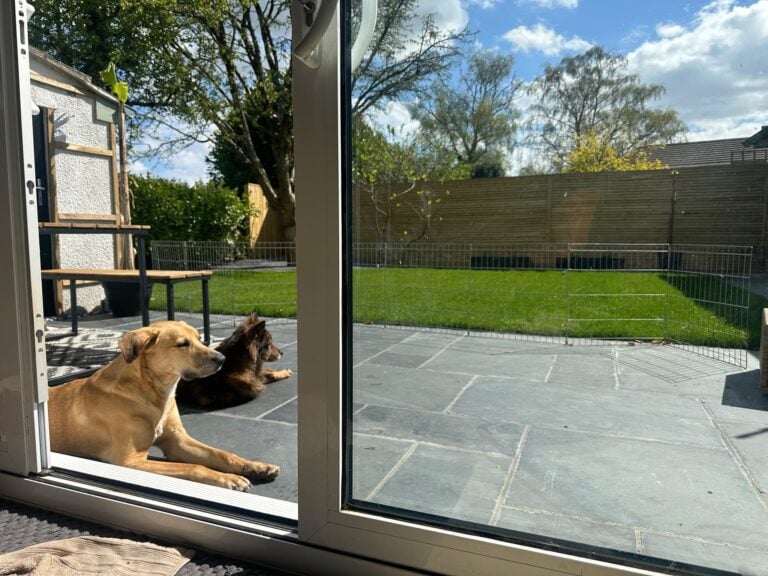 Roz's Dogs taking break from walks and relaxing in the garden