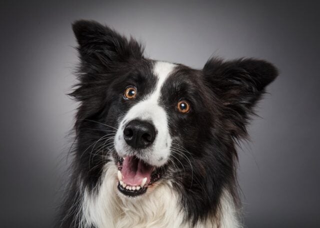 Roo the Border Collie looking at camera