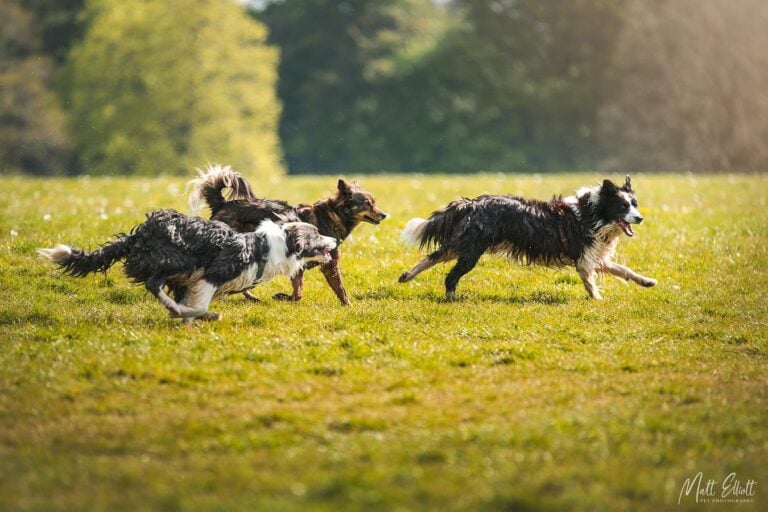group of 3 dogs running