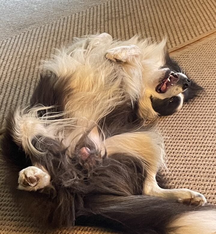 male Border collie rolling on his back