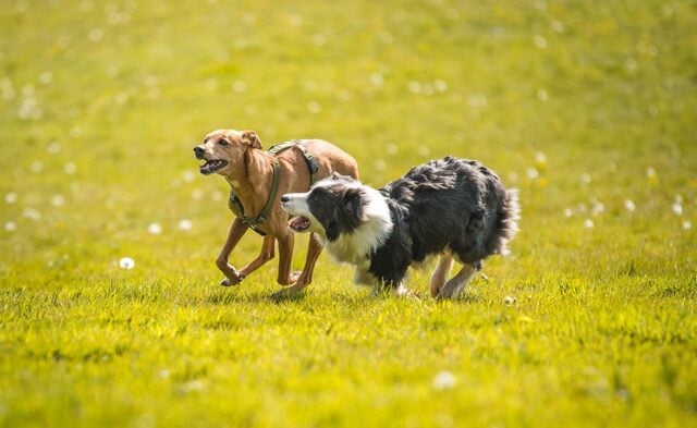 2 dogs running and playing