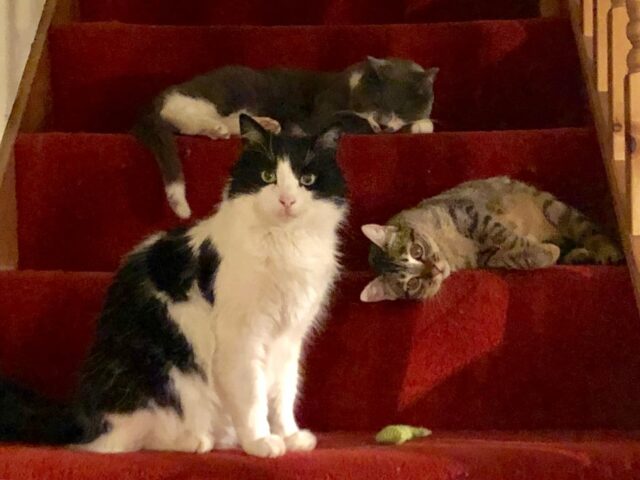 3 cats sitting on a flight of stairs