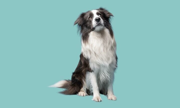 Mohawk the border collie sitting and looking up