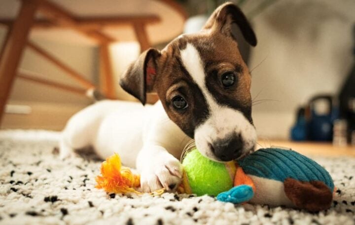 Photo of a cute puppy chewing a toy