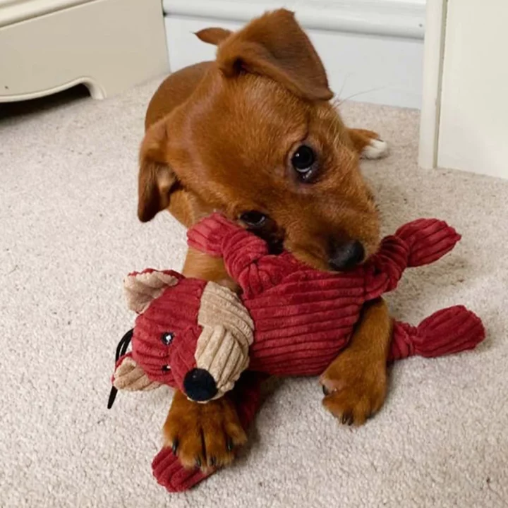 a puppy chewing a soft toy