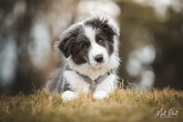 Roz's border collie Mowhawk as a young puppy