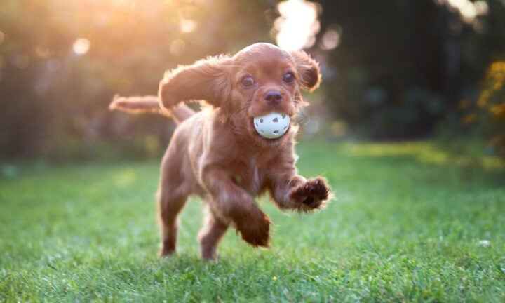 Puppy Playing in the grass