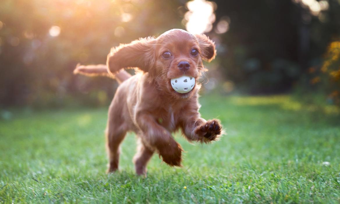 Puppy Playing in the grass