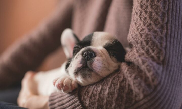 A puppy sleeping being held by a human