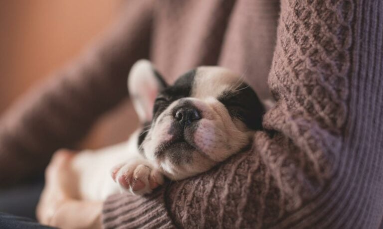 A puppy sleeping being held by a human