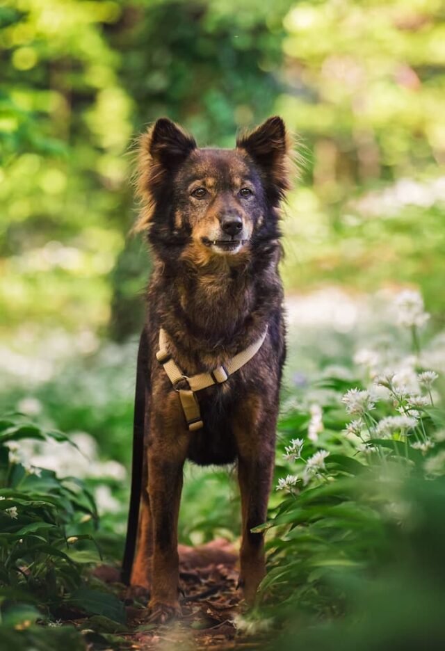 Street dog: Kanita