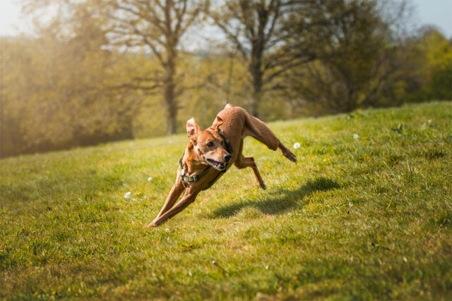 Tooey boing