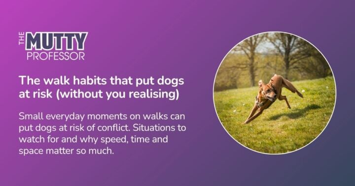 blog featured image: dog running in a field